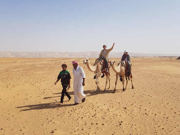 Guides and guests riding on camels